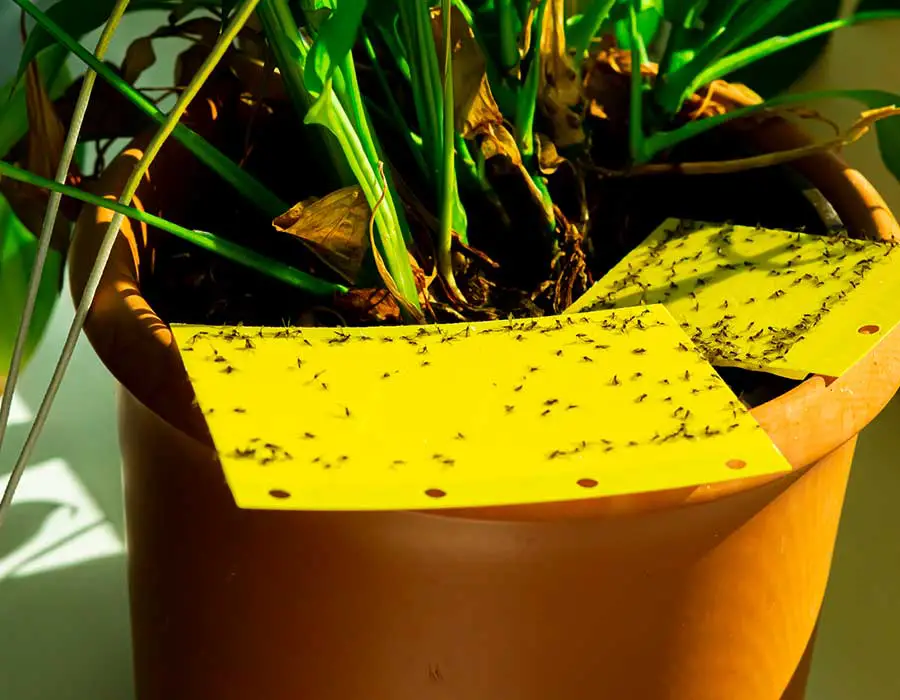 Flies In Houseplants How To Identify Treat Pest Control Options   Flies On House Plants 