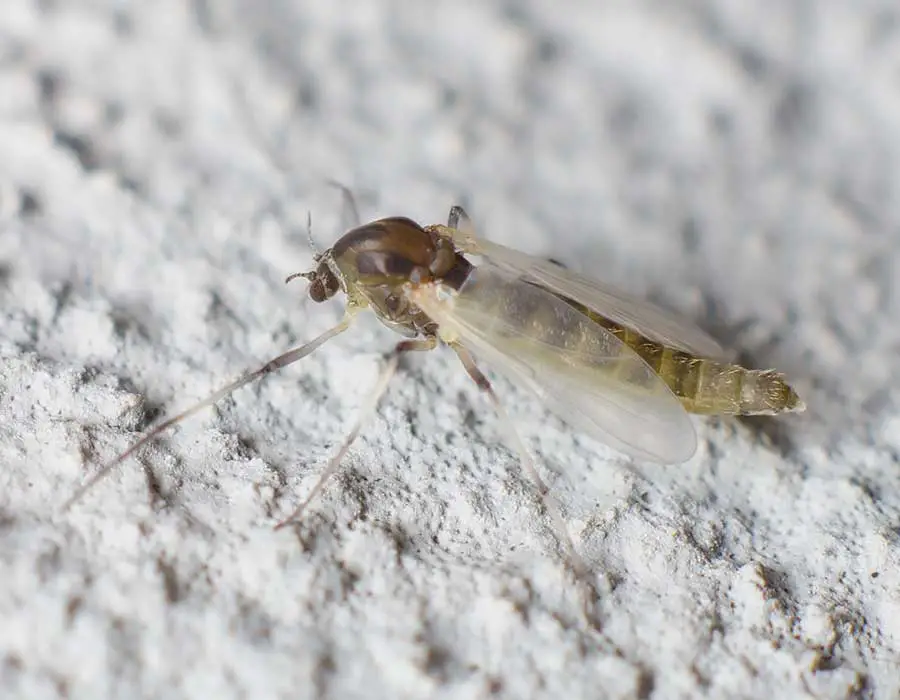 What Essential Oils Repel Gnats?