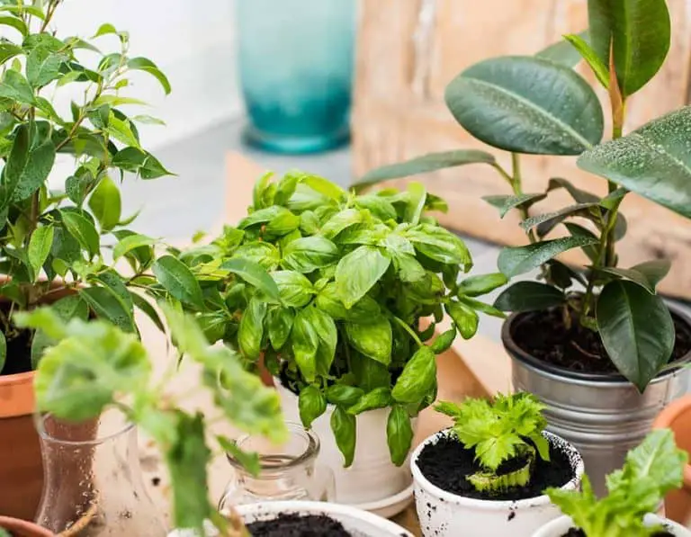How to Control Aphids on Indoor Houseplants
