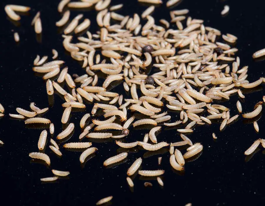 Does Salt Kill Maggots? How To Use It
