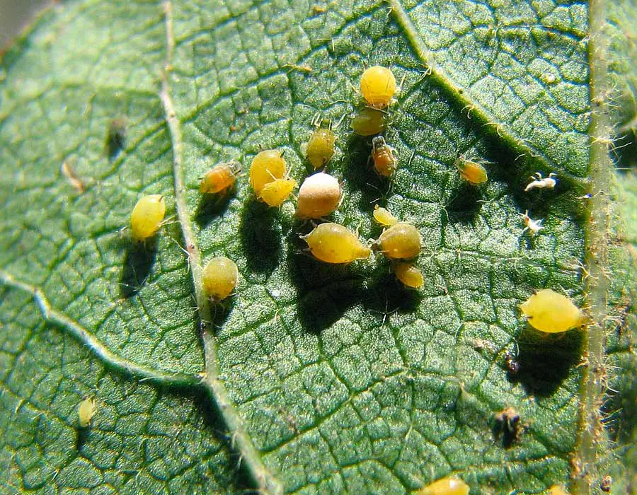 melon aphids