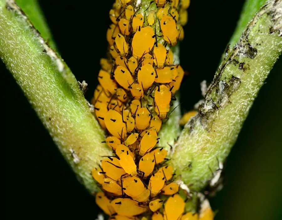 How to Get Rid of Aphids on Milkweed 