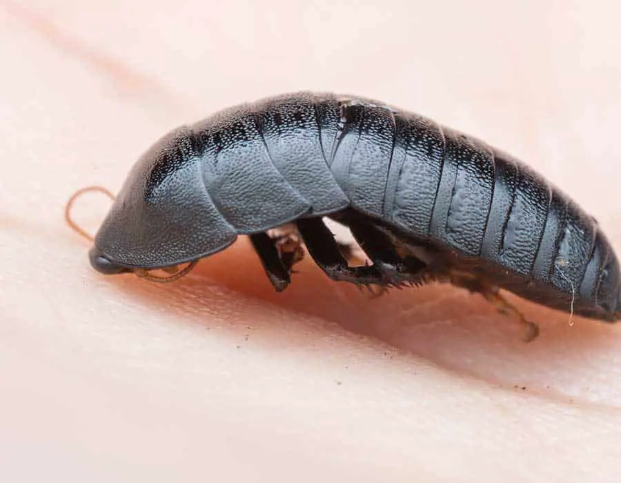 oriental cockroach close up