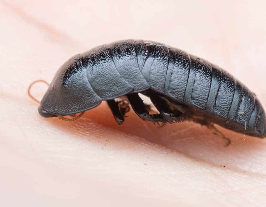 oriental cockroach close up