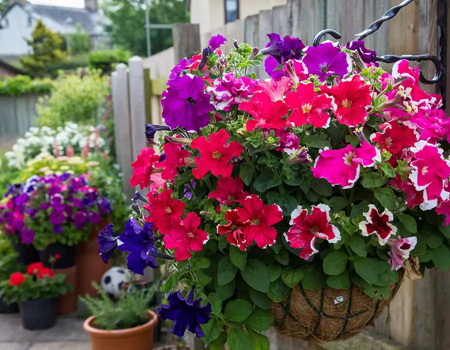 petunias