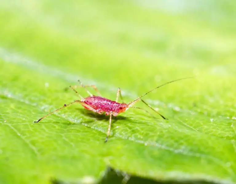 What Do Aphids Look Like? How To Identify Them