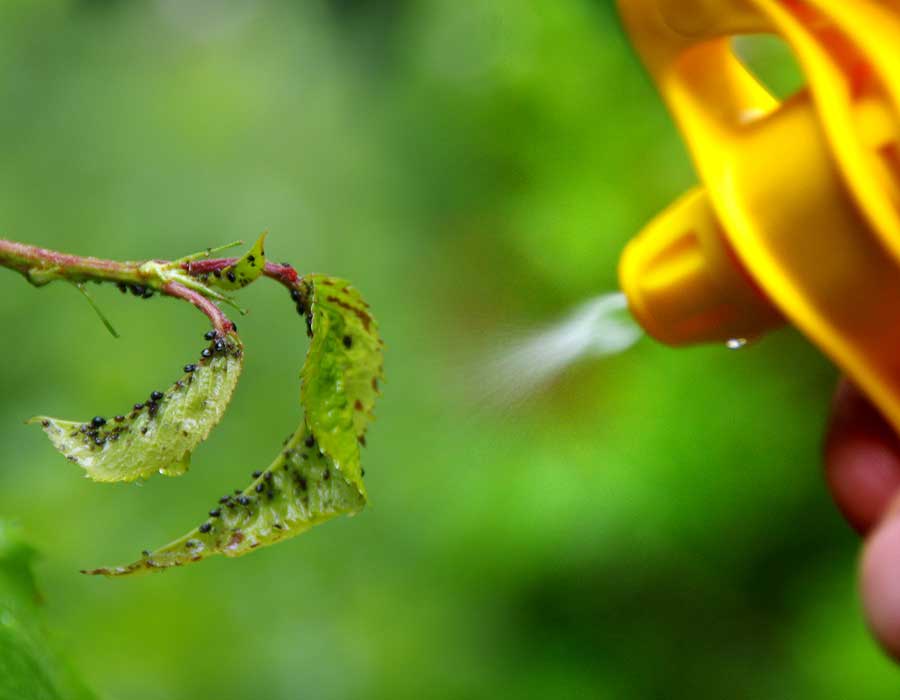 Can You Drown Aphids?