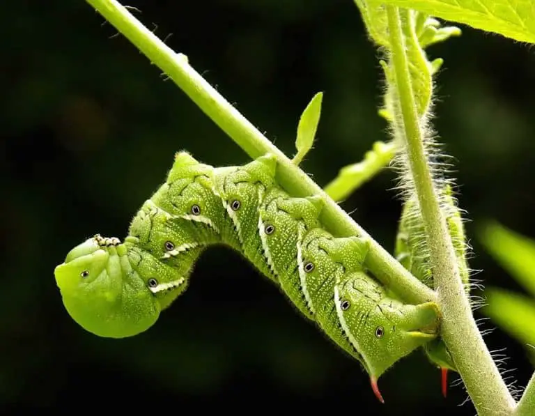 How to Identify and Get Rid of Tomato Hornworms