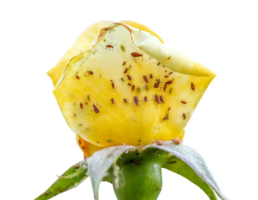aphids on rose