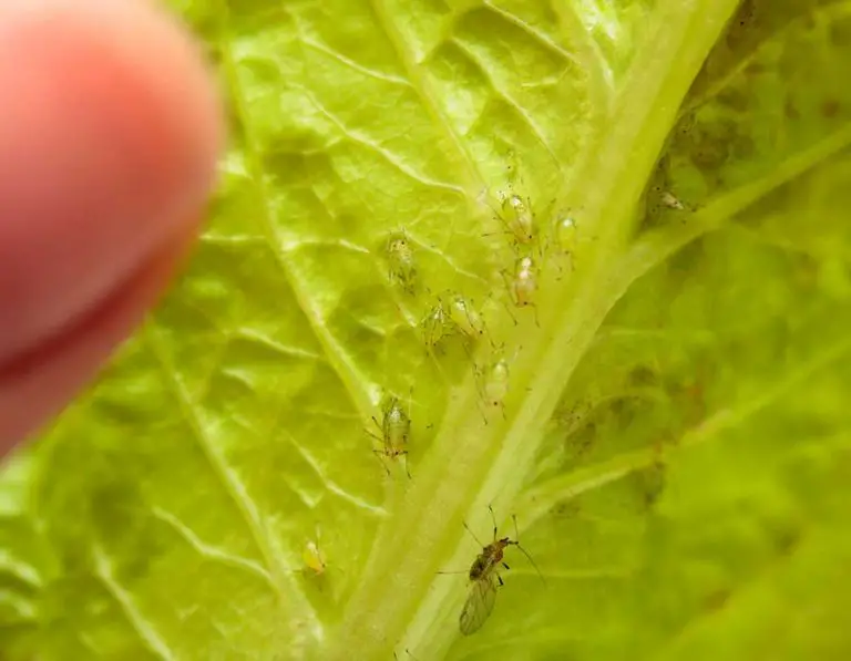 Are Aphids Harmful to Eat?