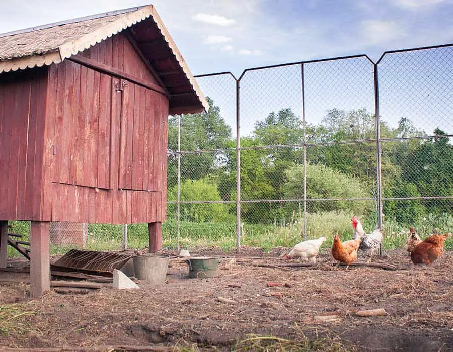 How to Get Rid of Ants in a Chicken Coop