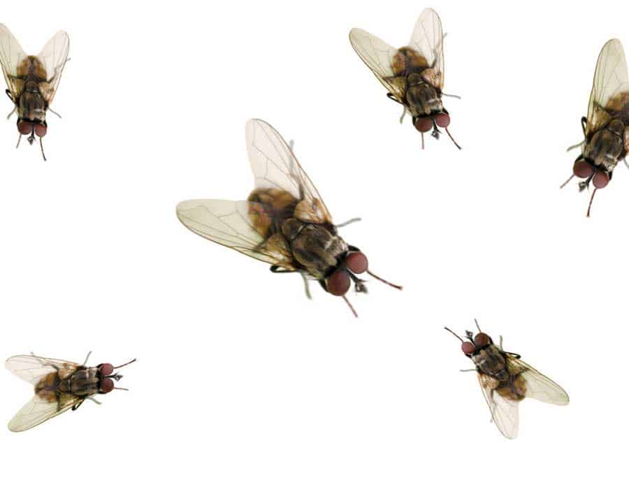 How to get rid of cluster flies