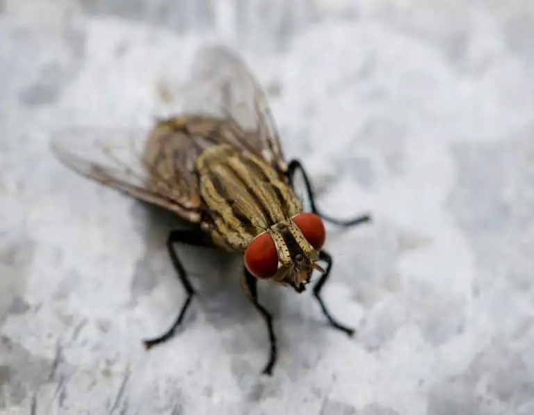 Cluster Flies: How to Identify & Get Rid of Them