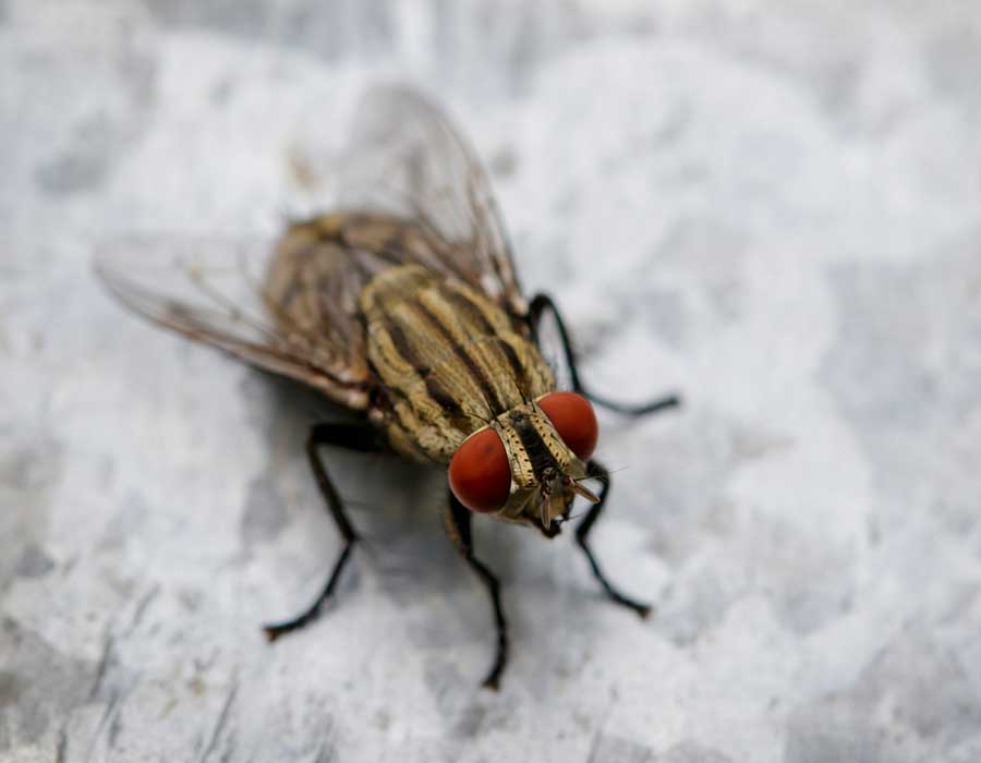 What do cluster flies look like?