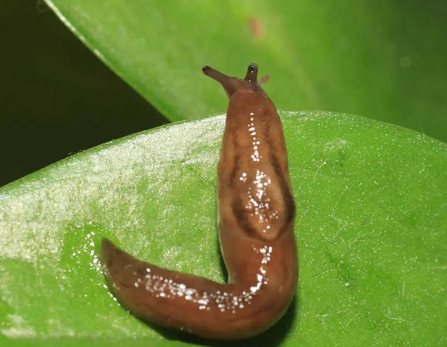 Slug on green leaf 