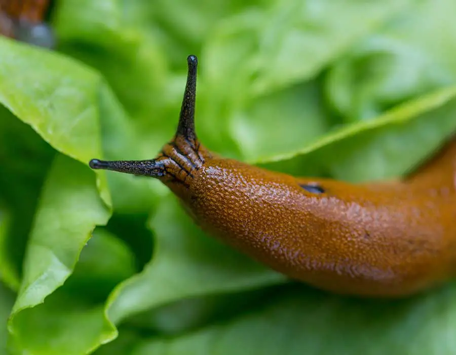slug eating