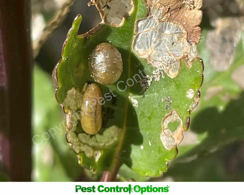 slug egg hatching and eating leaf