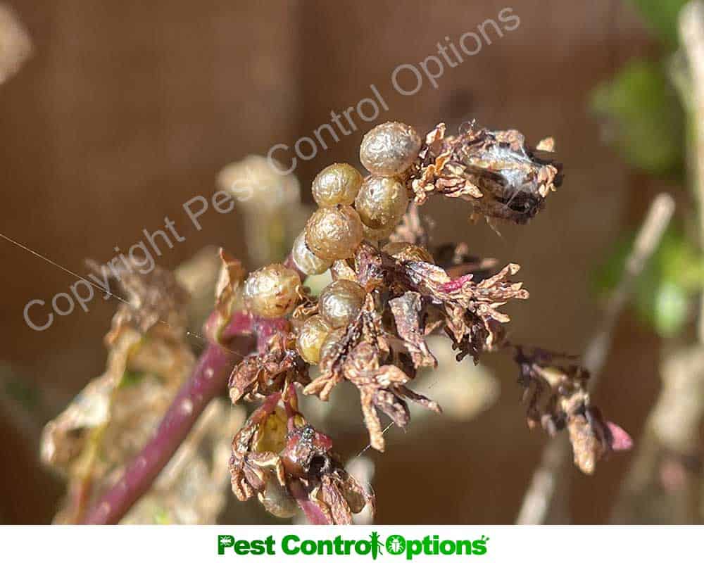 slug eggs on leaves and stems of plant