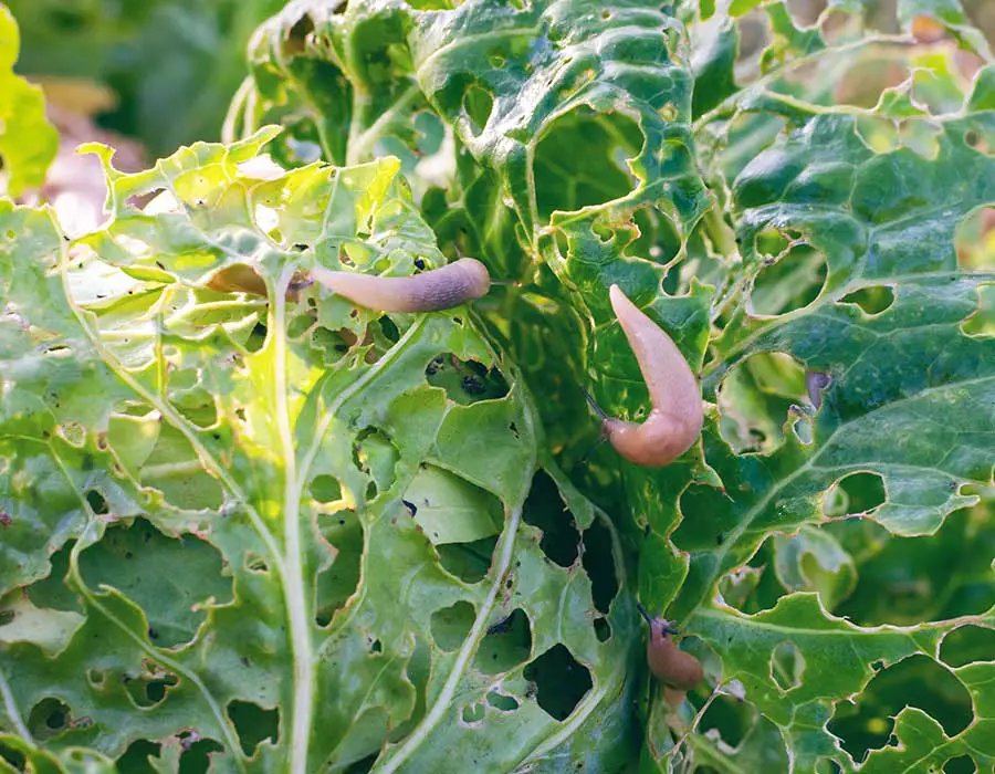 slugs eating cabbage