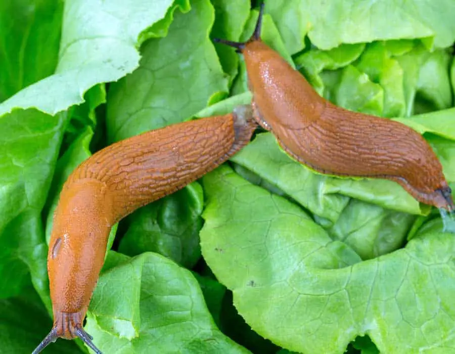 Slugs eating plants