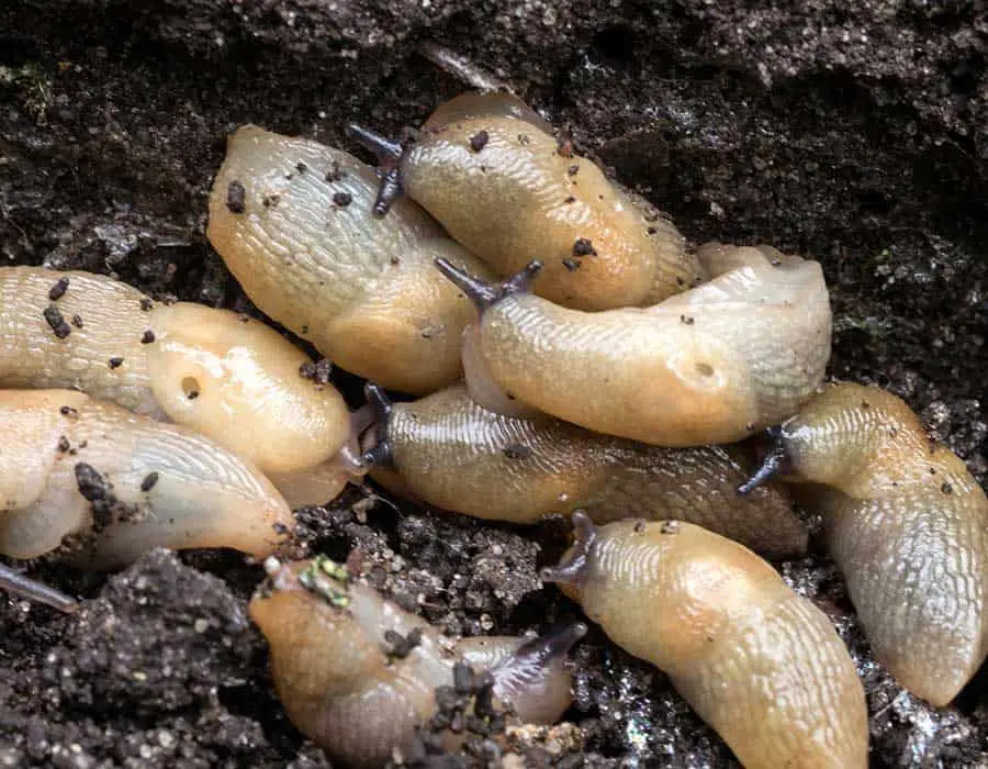 slugs in soil