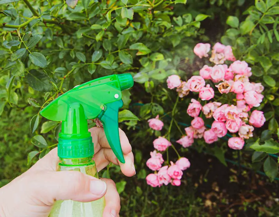 spraying roses