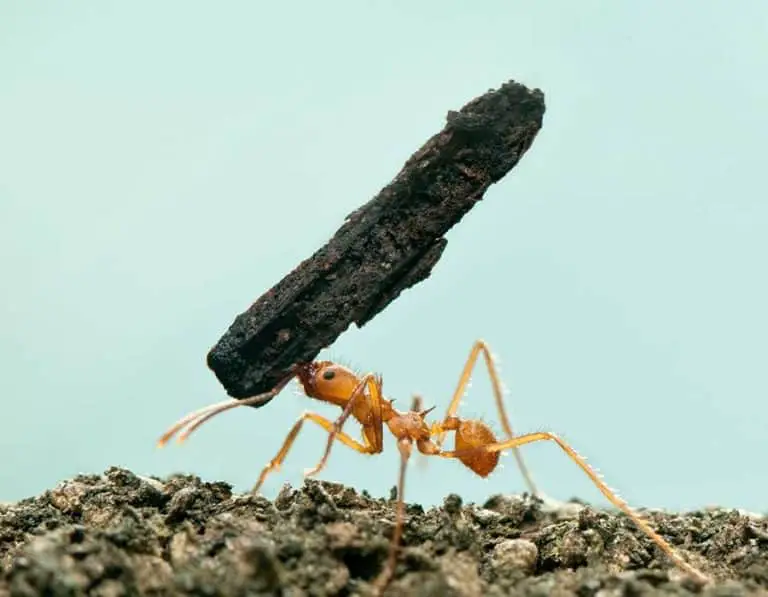 Do Slugs Eat Ants?