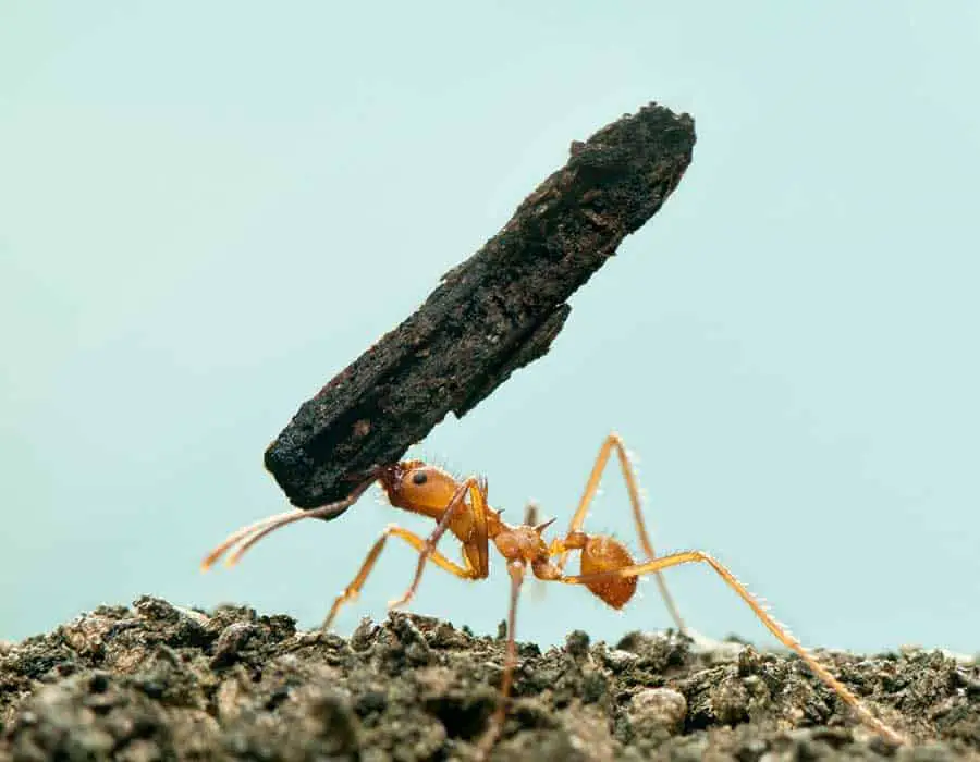 How Strong Are Ants?