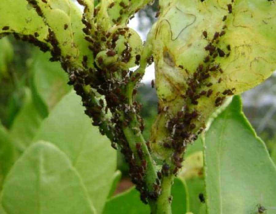 How Do You Get Rid of Aphids on Lemon Trees?
