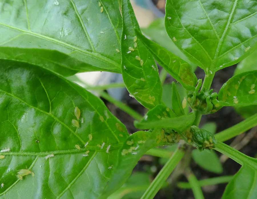 What's Eating My Pepper Plants?
