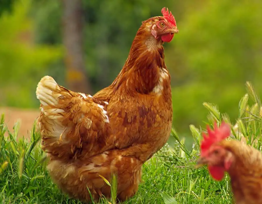 Chicken in a farm
