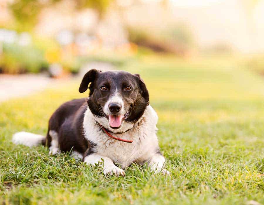 Are cutworms harmful to dogs?