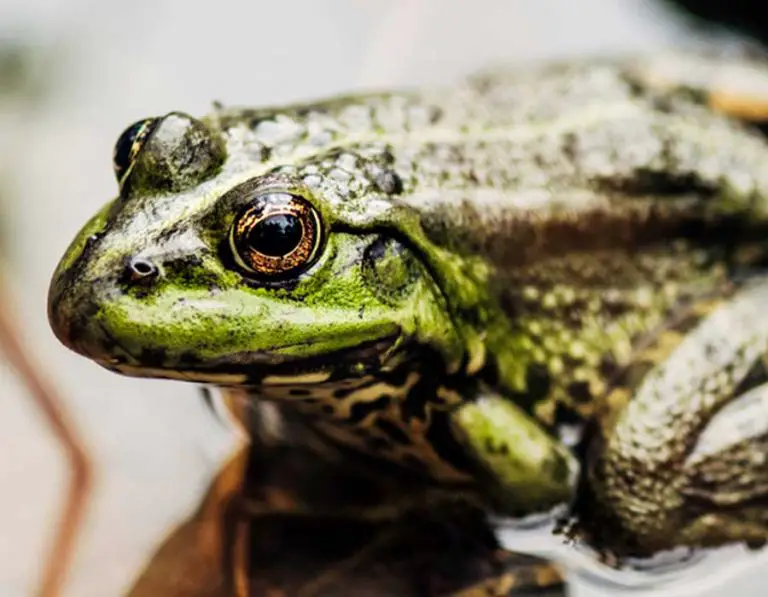 Frogs vs. Slugs: Do These Slimy Mollusks Make the Cut as a Frog’s Favorite Meal?