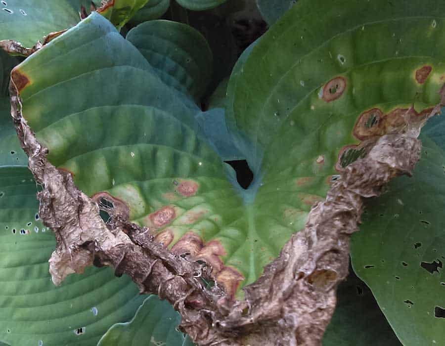 How to Get Rid of Slugs on Hostas?