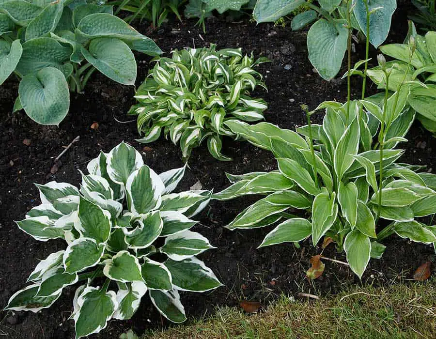 How to Get Rid of Slugs on Hostas?