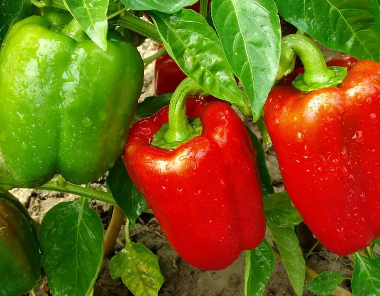 Aphids On Pepper Plants – How To Treat And Prevent