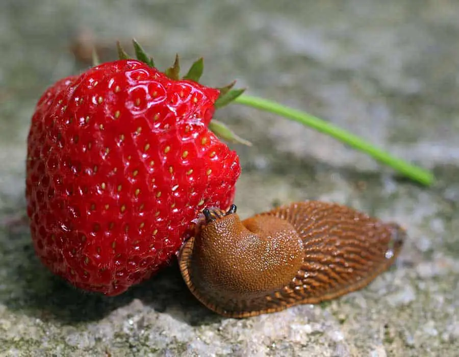 How to Keep Slugs Off Strawberry Plants