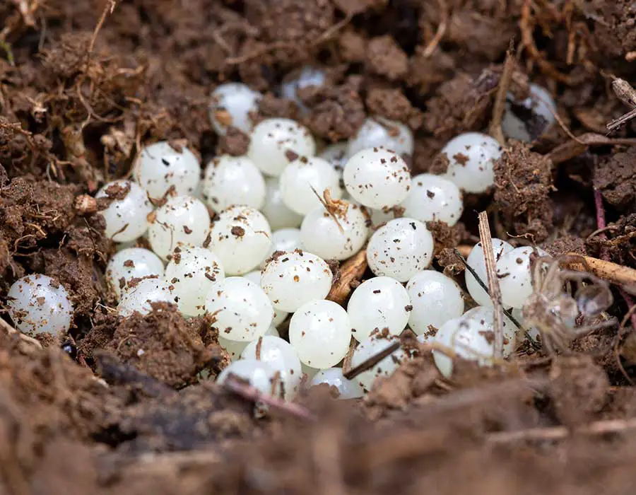 What Do Slug Eggs Look Like & How To Get Rid of Them