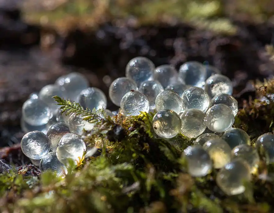 slug eggs on moss