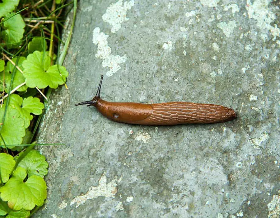 slug on concrete