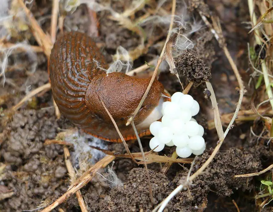 slug with eggs