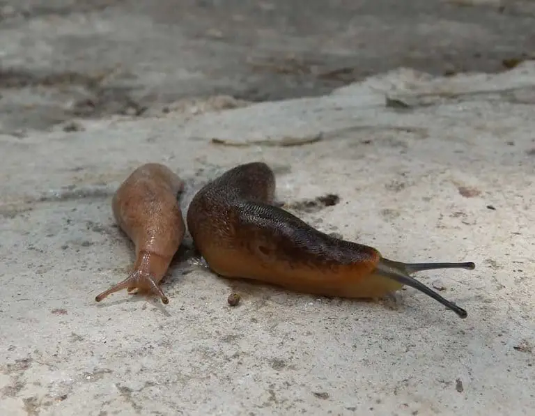 Are Slugs Dangerous & Can They Bite?