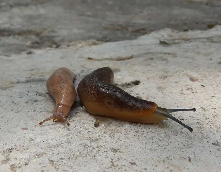 two slugs on concrete