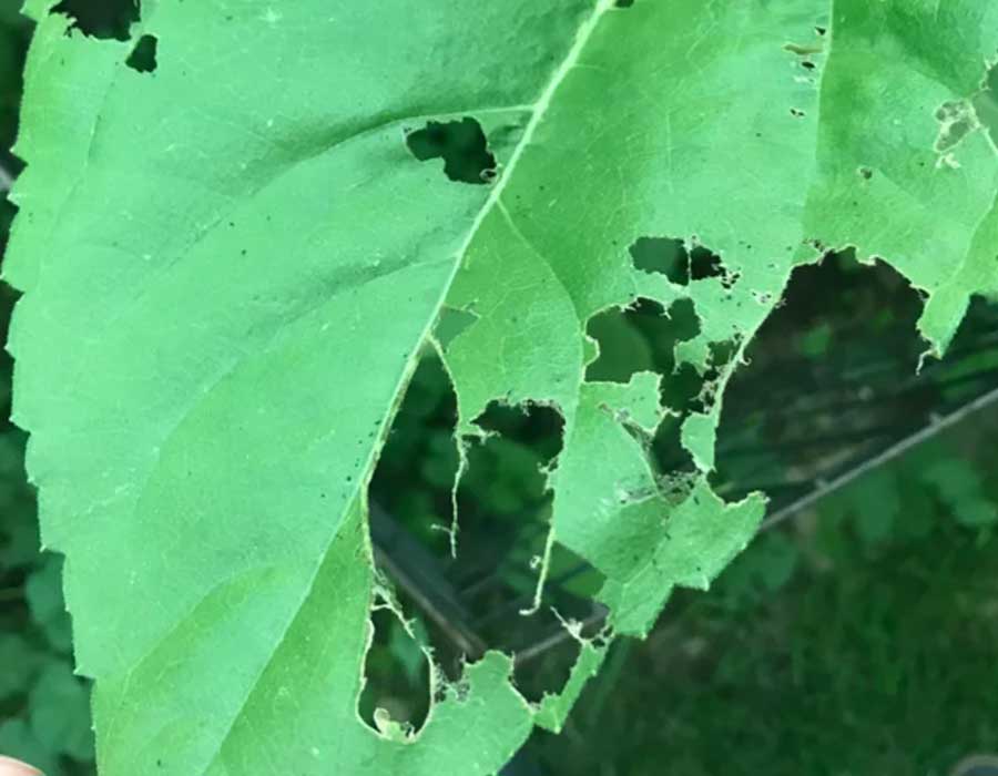 sunflower leaves eaten