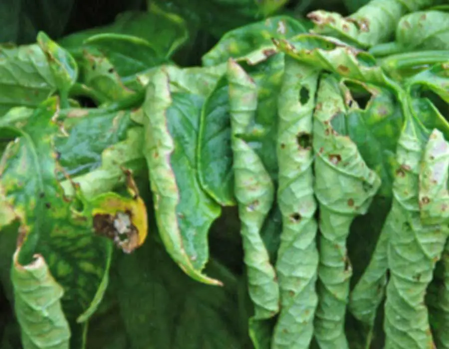 tomato plant aphid damage