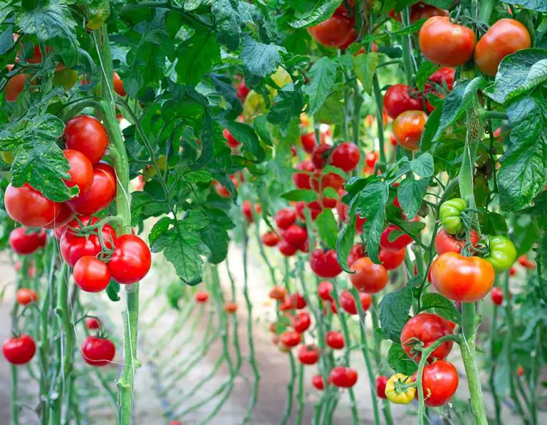 How to Get Rid of Aphids on Tomato Plants