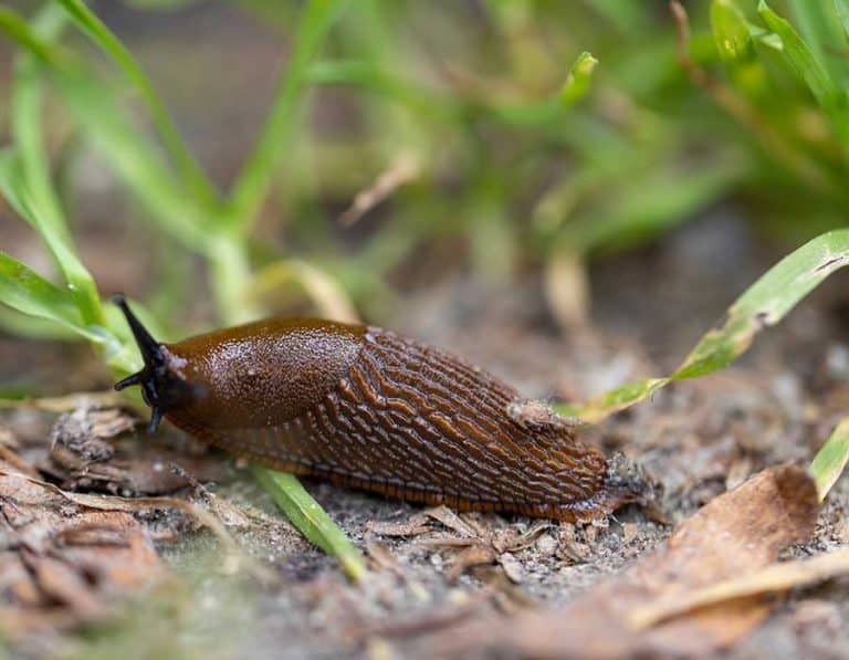 Do Slugs Eat Grass? - Pest Control Options