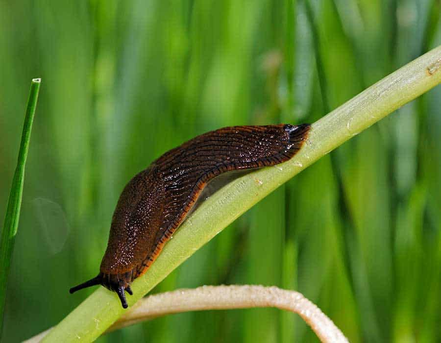 Slug walking on plant stem