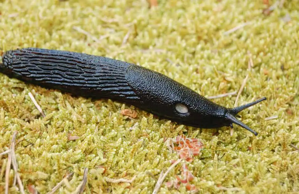 Do Slugs Have Bones? Pest Control Options