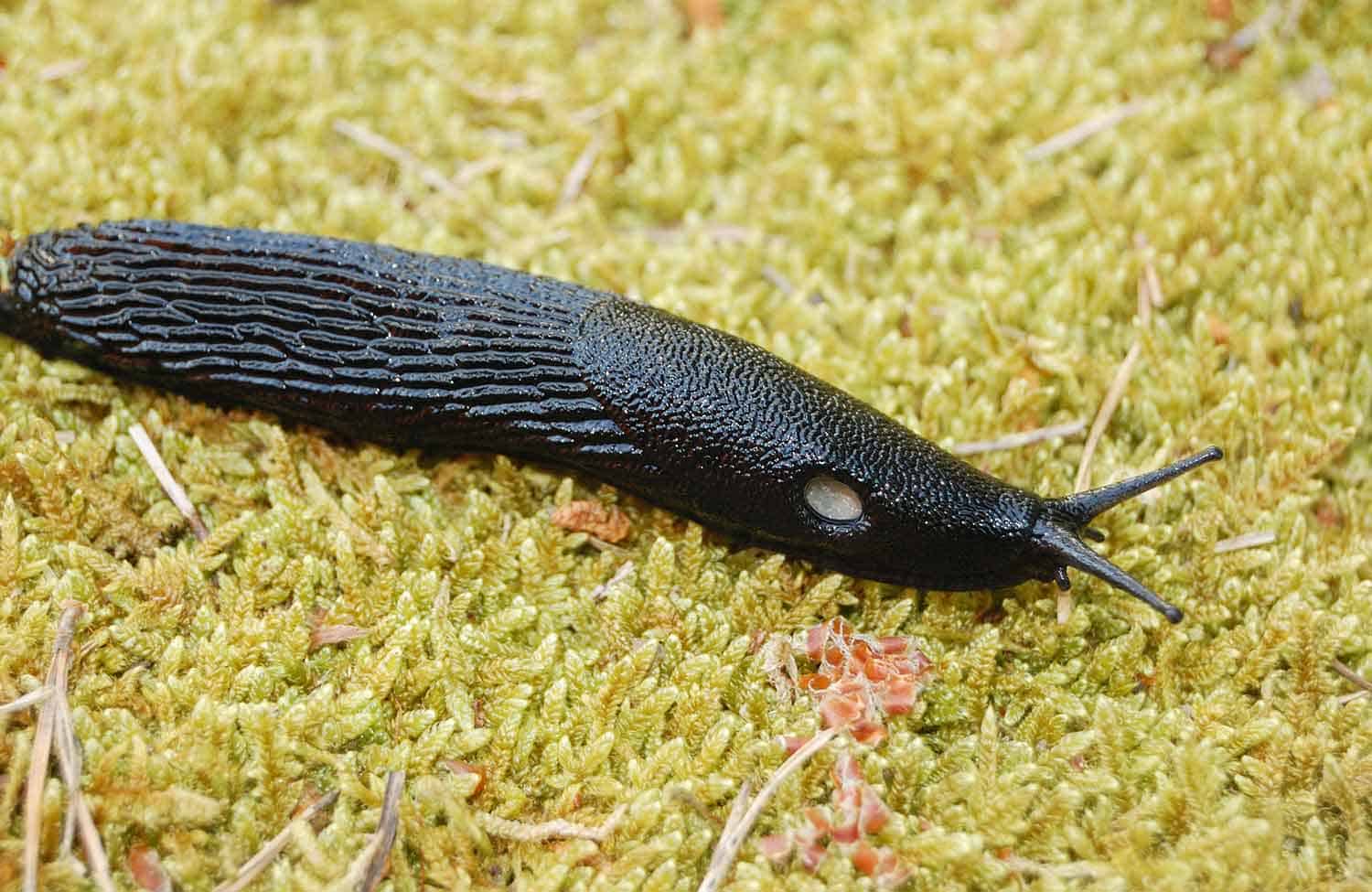 Do Slugs Have Bones? - Pest Control Options